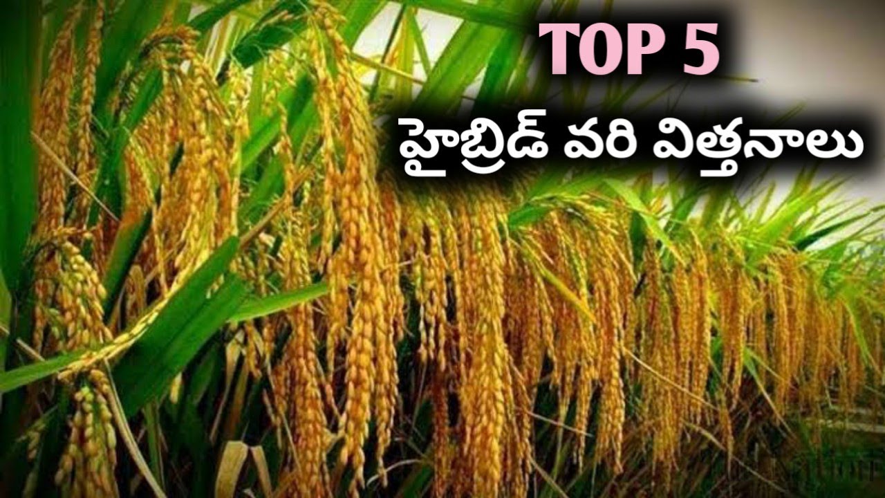 Top 5 Paddy hybrid seeds | వరి విత్తనాలు | kaveri468,MP3030, bioseed799,sindhu