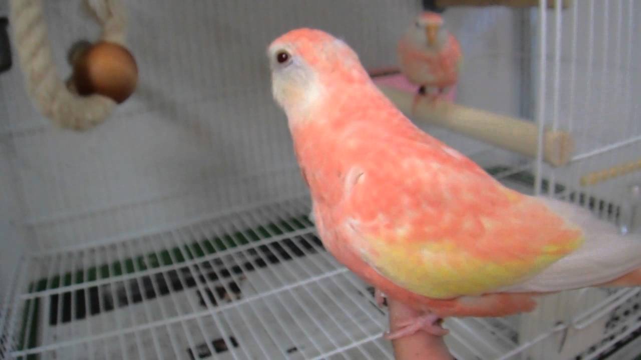 20130727 bourke's lutino opaline