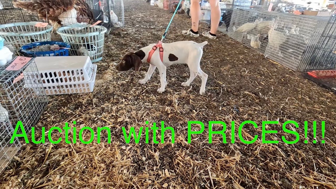AMISH Animal Auction!!! Chickens, Ducks, Geese, Pigeons and MORE!
