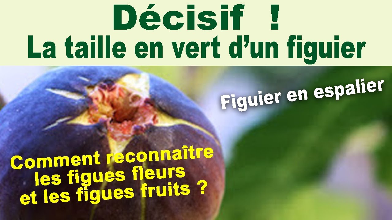 La taille en vert d'un figuier en espalier et reconnaître les figues fleurs et les figues fruits