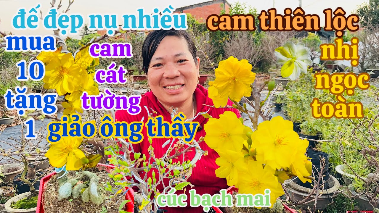 4/2/2026🌻 Cô Nhiên☎️0349584769☎️ Mai giống chơi tết giá rẻ cúc bạch mai - giảo ông thầy 