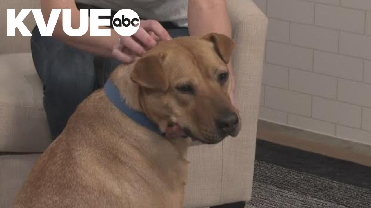 Meet Nacho, a dog available to adopt from the PAWS Shelter of Central Texas | Pet of the Week