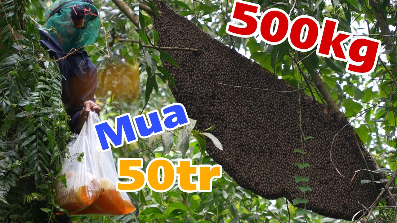 Mua Khu Ong 75 H&eacute;c Ong Gi&aacute; 50Tr Lời H&acirc;y Lổ