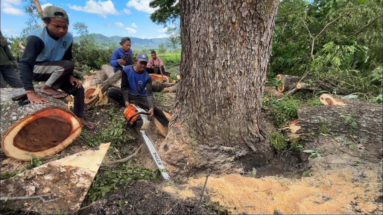РИСК РАЗРЫВА ЦЕПЕЙ‼️ОБРЕЗКА БОЛЬШИХ ДЕРЕВЬЕВ ТРЕМБЕЗИ НА ОБОРОТКЕ #ms660 #ms881
