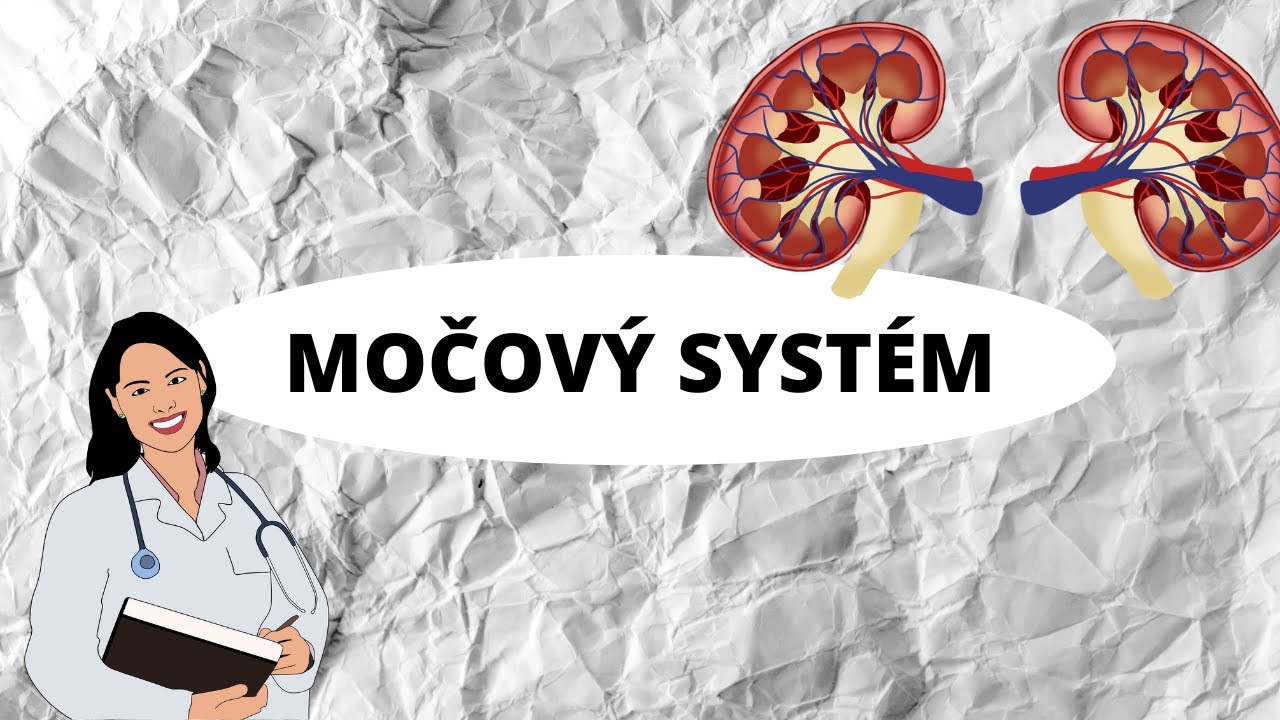 MOČOVÝ SYSTÉM - Vše co potřebujete vědět