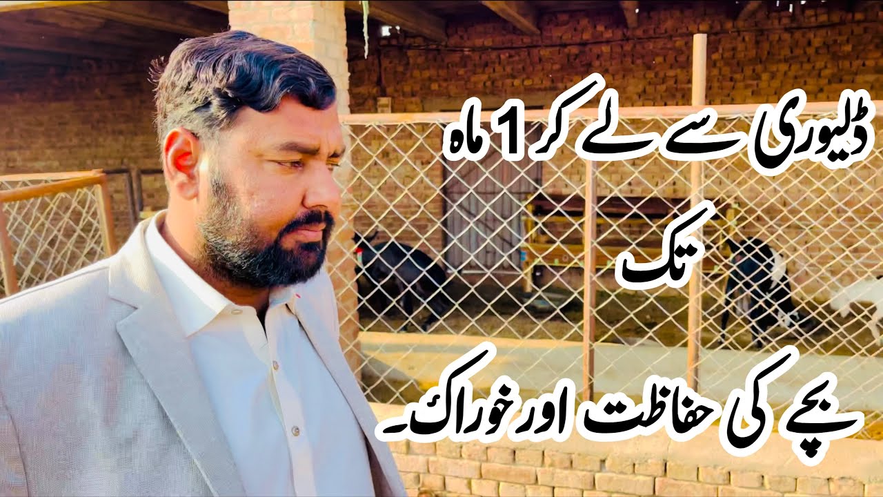 بچے کی ڈلیوری سے لے کر ۱ ماہ تک کی مکمل معلومات ، خوراک اور ادویات  #goatfarming