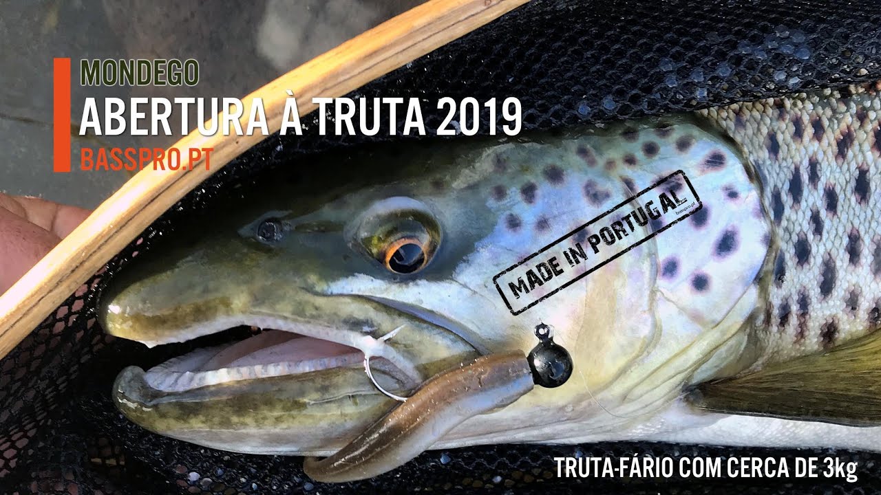 ABERTURA À TRUTA 2019 | 6.6lb TROUT FARIO