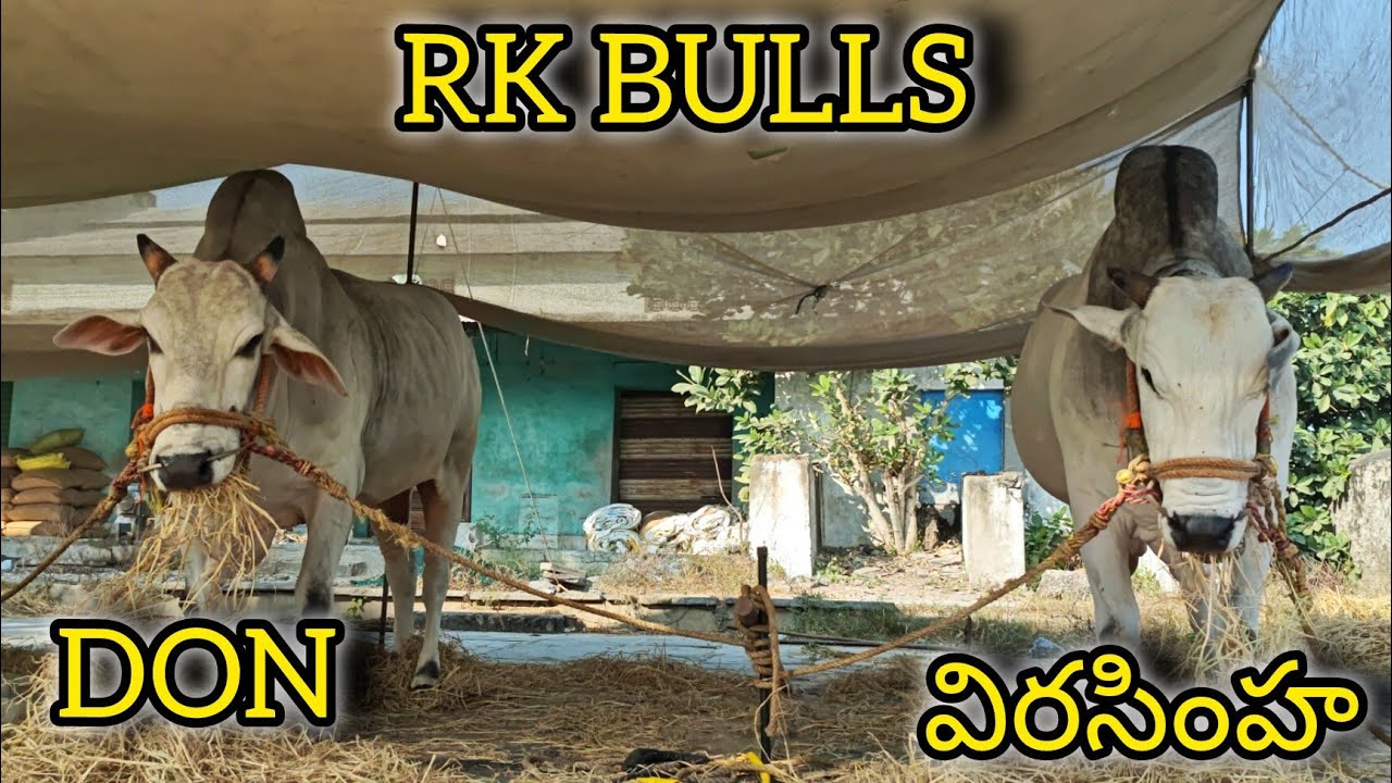 మాచవరం గ్రామానికి సబ్ జూనియర్స్ విభాగానికి 10వ జత