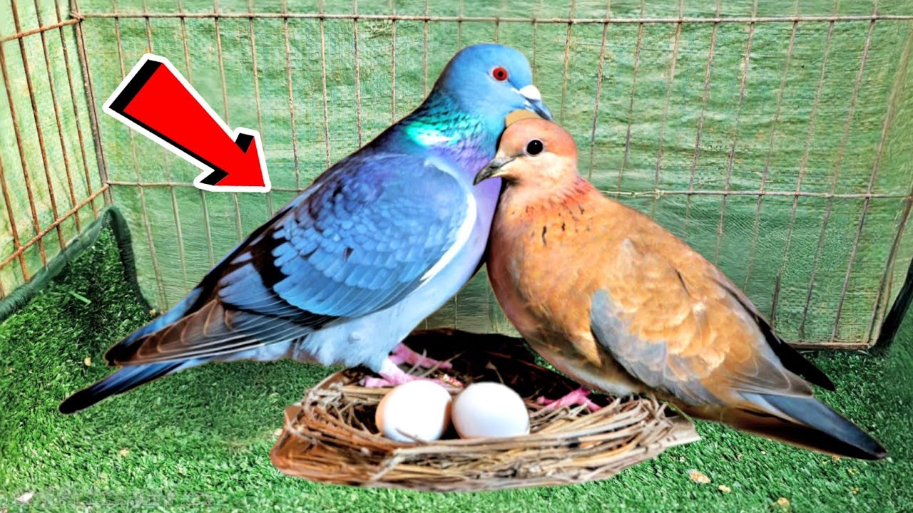 متابعة تهجين الحمام مع اليمام 👌شوف وصلنا لايه😯