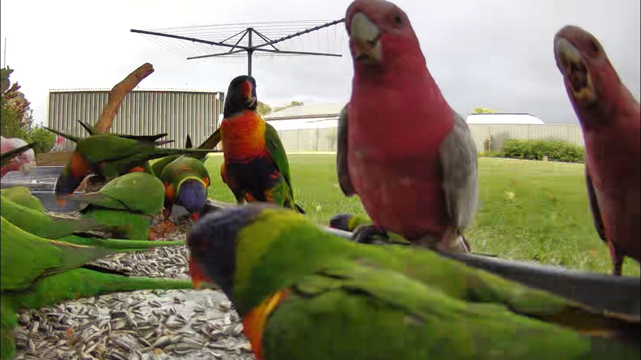 Australian Bird Feeder cam | 7/3/26 | yellow tail black cockatoos | | galahs | lorikeets | cat tv