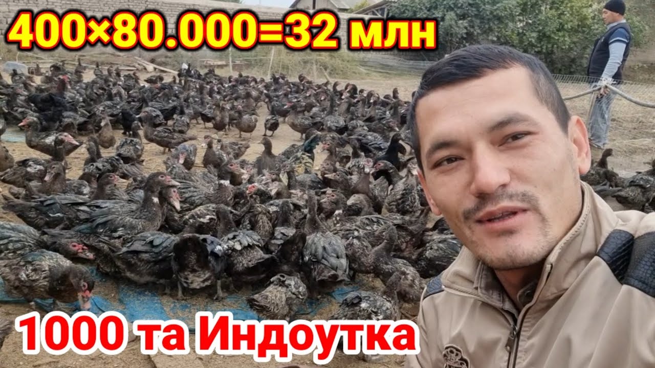 Мана уша бизнес 1000та Индоутка бизнеси 400таси 32 млн