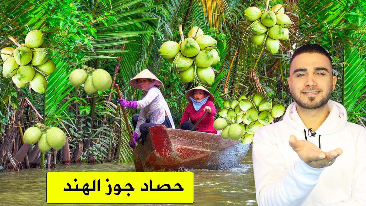 حصاد جوز الهند في الهند😍😱فيديوهات ممتعة جداً 👍صناعة حليب وزيت جوز الهند