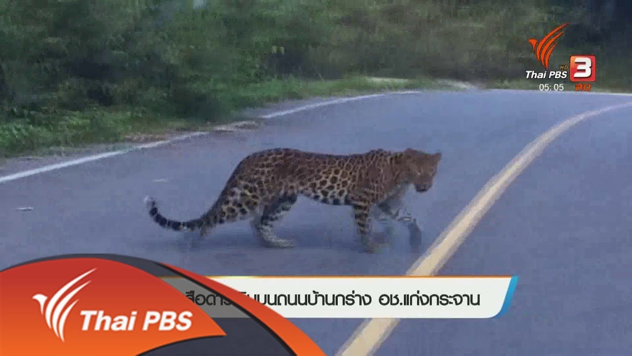 พบเสือดาวเดินบนถนนบ้านกร่าง อช.แก่งกระจาน (6 พ.ย. 61)