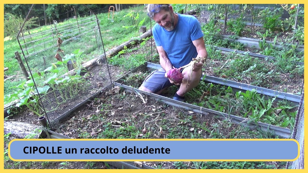 raccolgo le cipolle