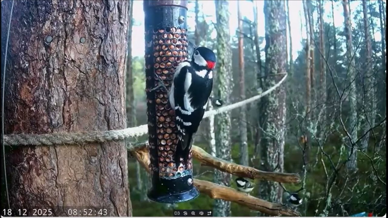 RSPB Loch Garten bird feeder Woodpecker freezes 18th Dec 2025