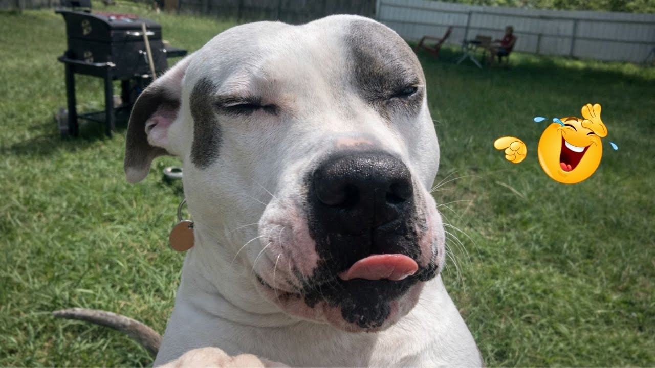 You Can’t Stop Laughing At These Dogs 🤣 FUNNIEST DOGS Video 2026