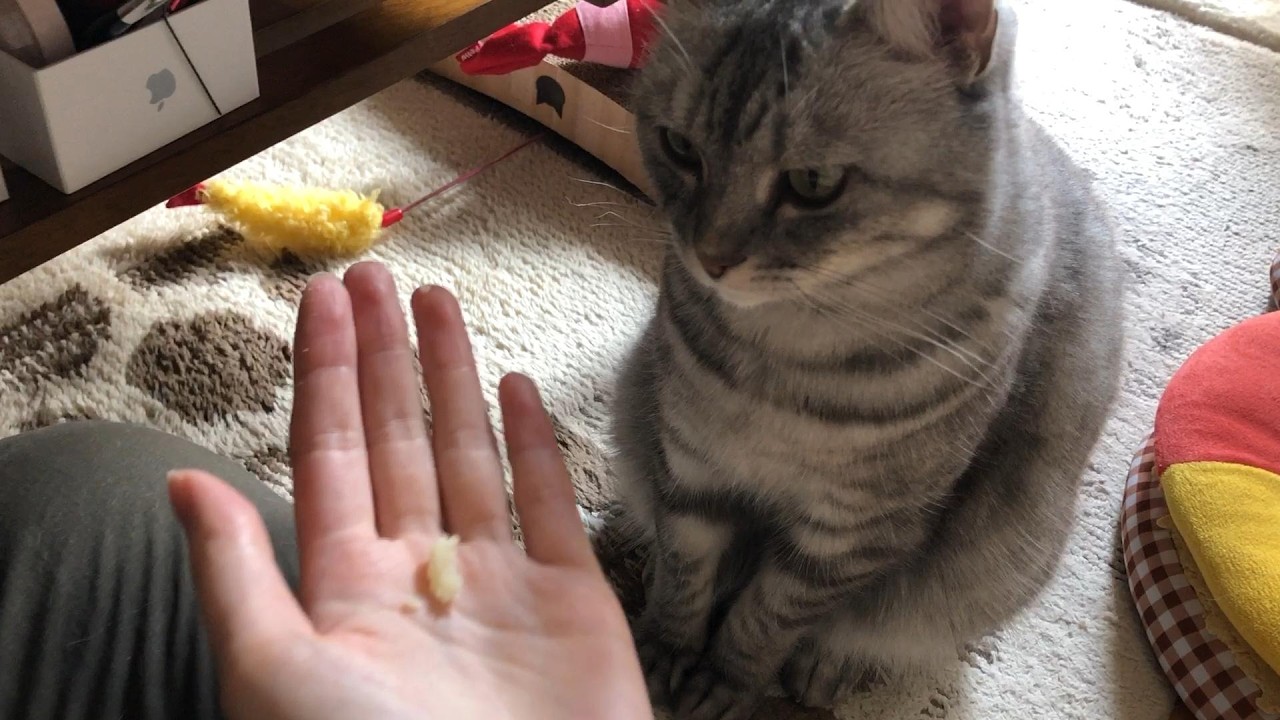 初挑戦おやつ、猫の反応が正直すぎた #ひめちゃん