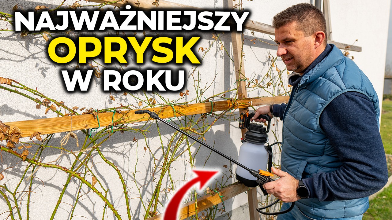 Najważniejszy oprysk na szkodniki, mszyce, przędziorki. Jak zadbać o róże. Treol 770