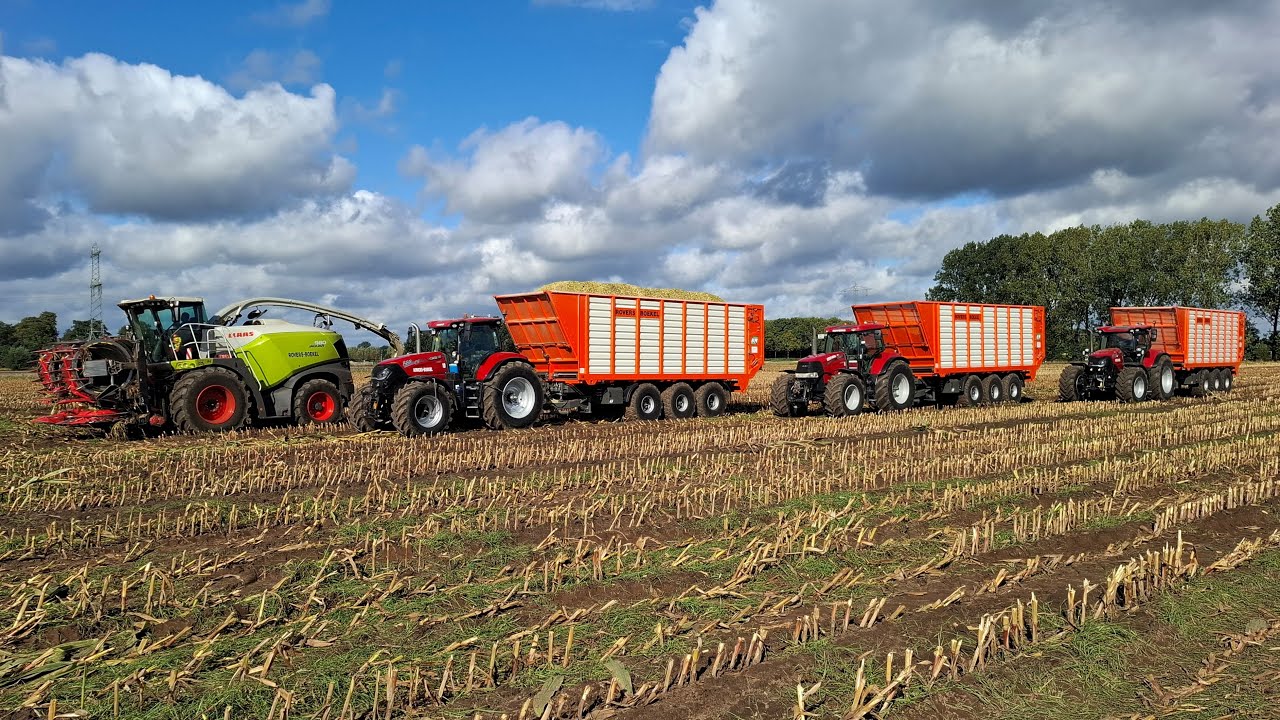 Maïs 2025 | 3 nieuwe BLW silagebakken van 60m3 | Claas Jaguar 980 | 2x Case 721 | Corn harvest