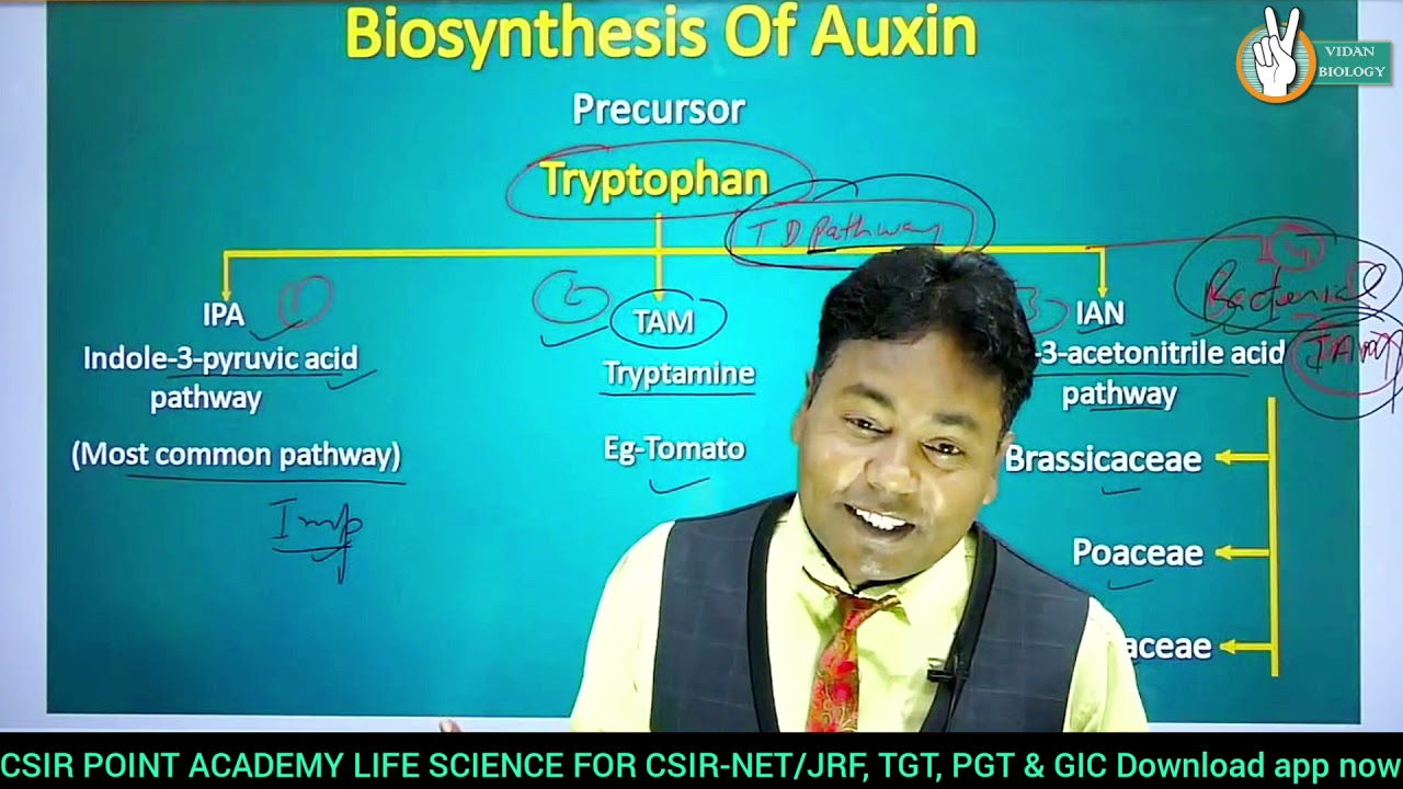 Biosynthesis Of Auxin