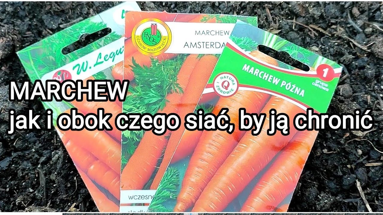 Marchew jak i obok czego siać, by ją chronić.