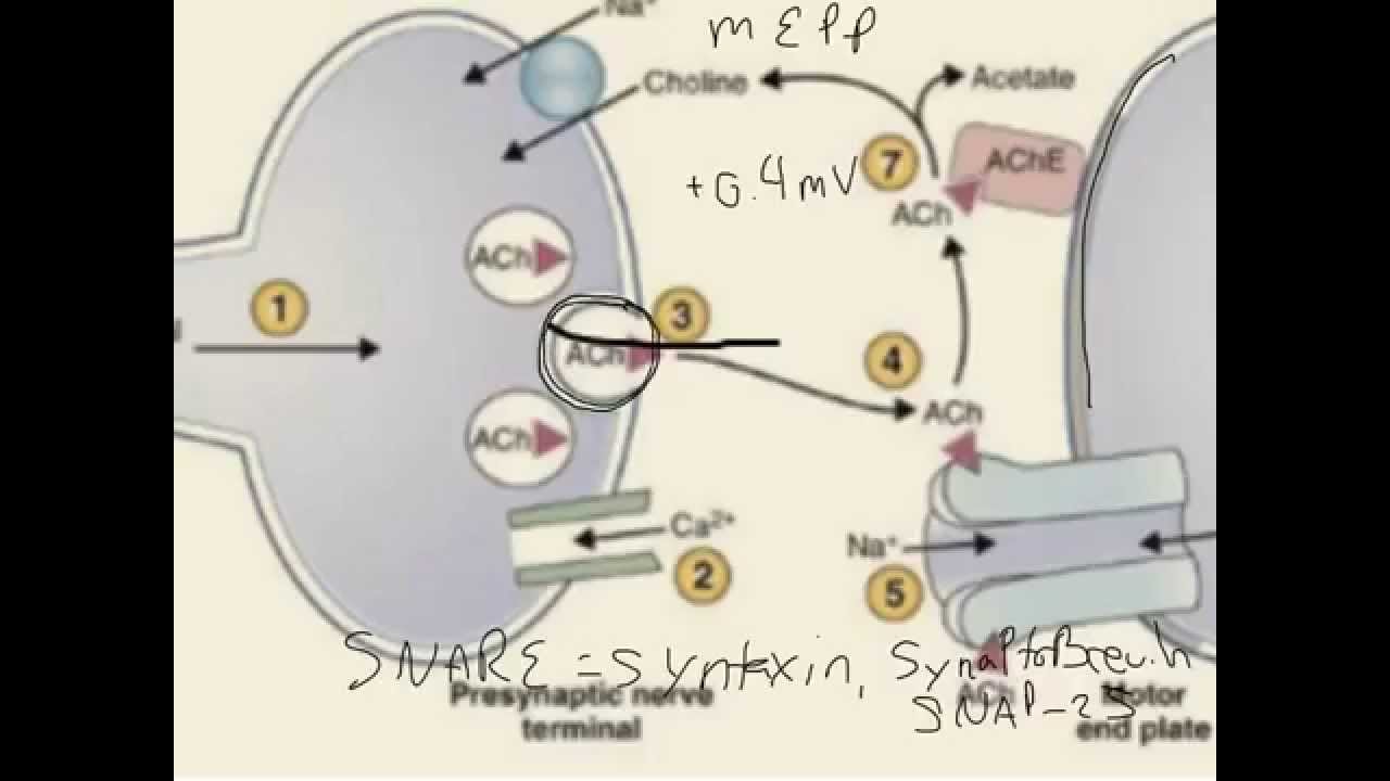 Differential Diagnosis for Muscle Weakness