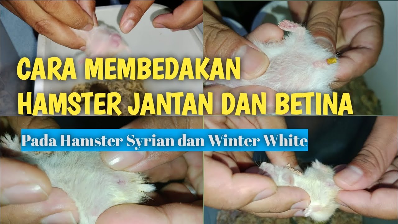CARA MEMBEDAKAN JANTAN DAN BETINA pada hamster syrian dan winter white