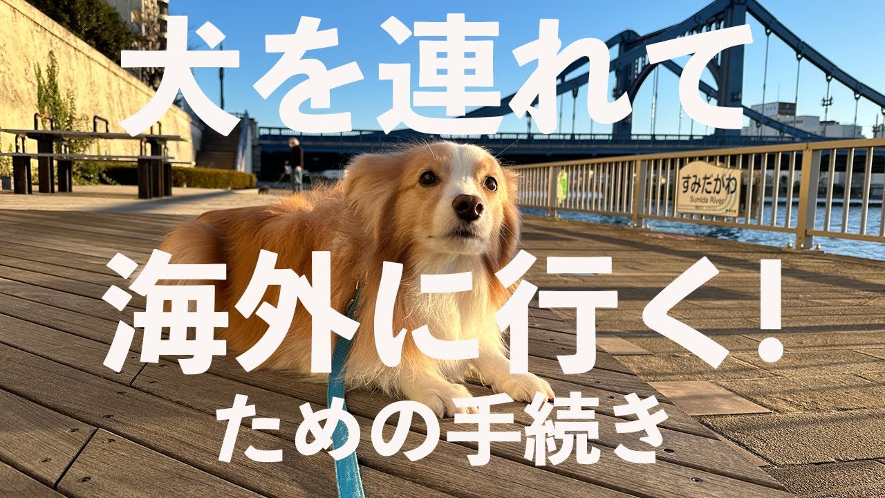 【犬と海外に行くための手続き】獣医師が解説。