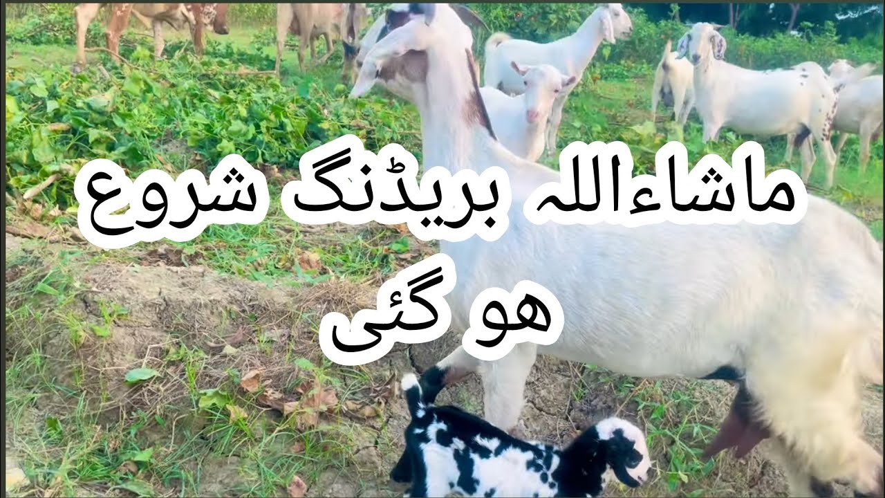  Goat farming Breeding start ho gai #foryou #shortvideo 