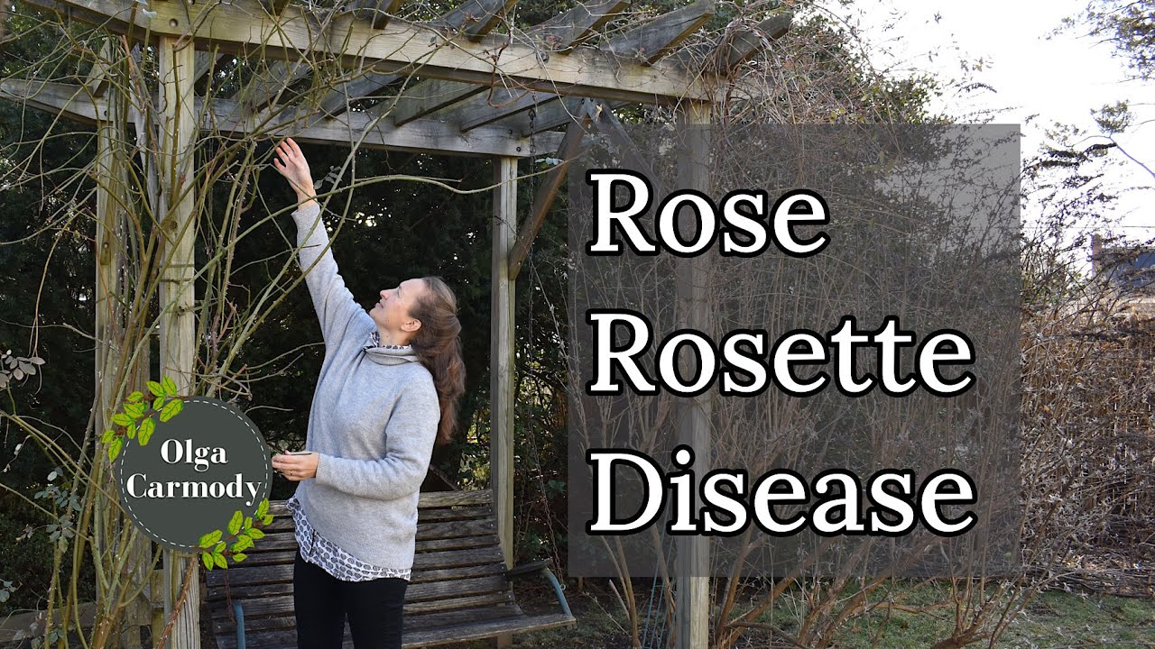 Rose Rosette Disease - A Serious Problem for Rose Lovers