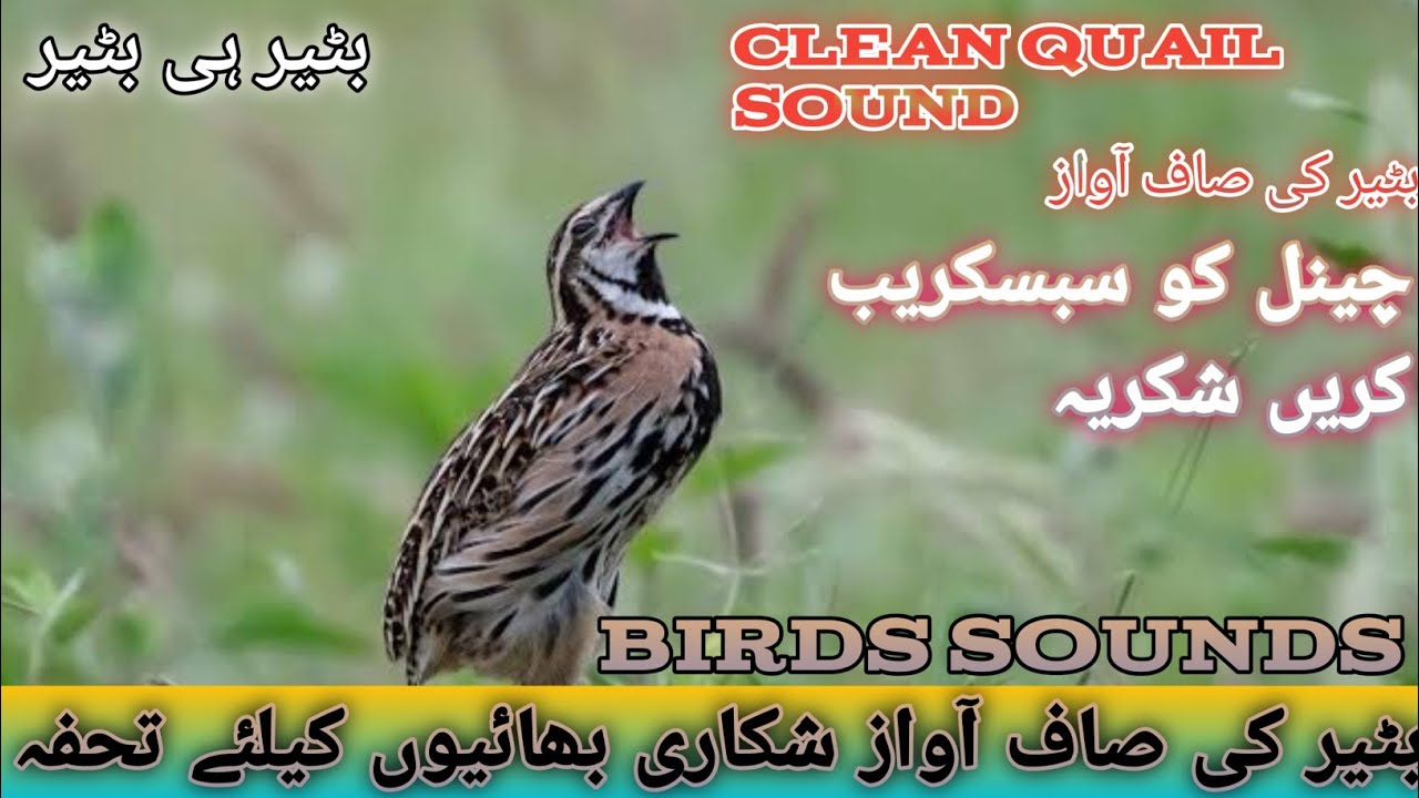 Batair ki aawaz | quall Sounds 2025