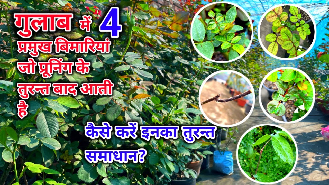 गुलाब की 4 प्रमुख समस्यायें जो प्रुनिंग के तुरन्त बाद आती हैं ।कैसे करे इसका समाधान 