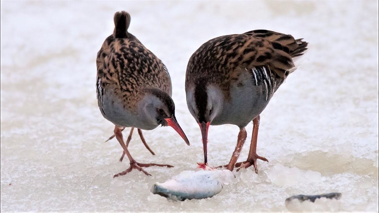 Help de vogels de winter door.