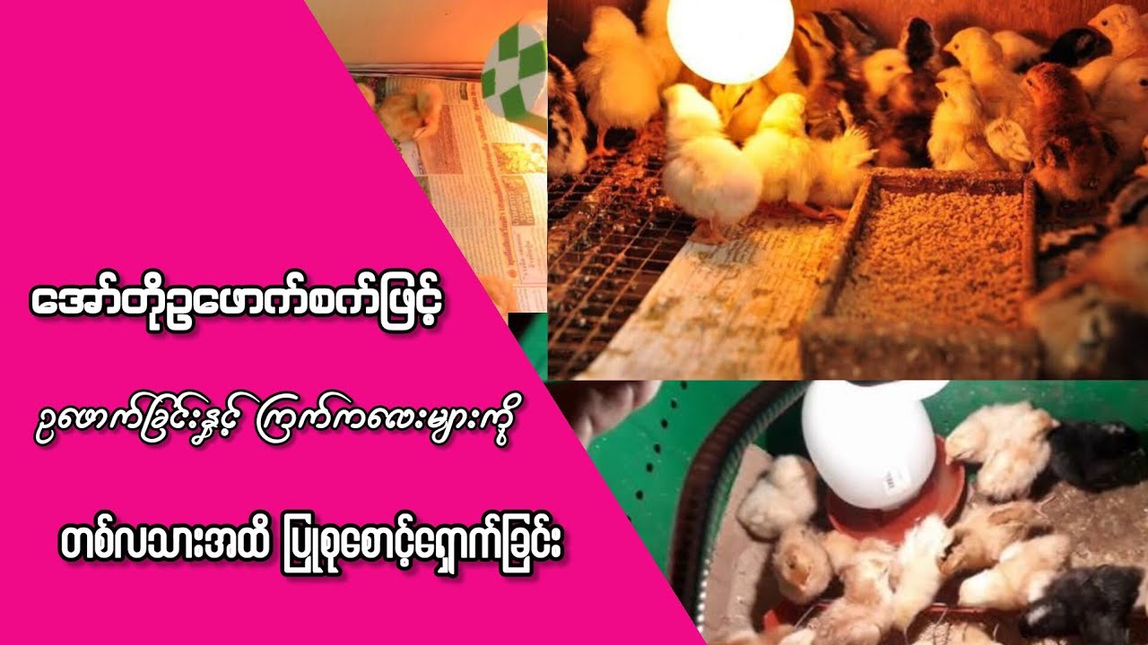 အော်တိုဥဖောက်စက်ဖြင့်ဥဖောက်ခြင်းနှင့်ကြက်ကလေးများကိုတစ်လသားအထိ ပြုစုစောင့်ရှောက်ခြင်း