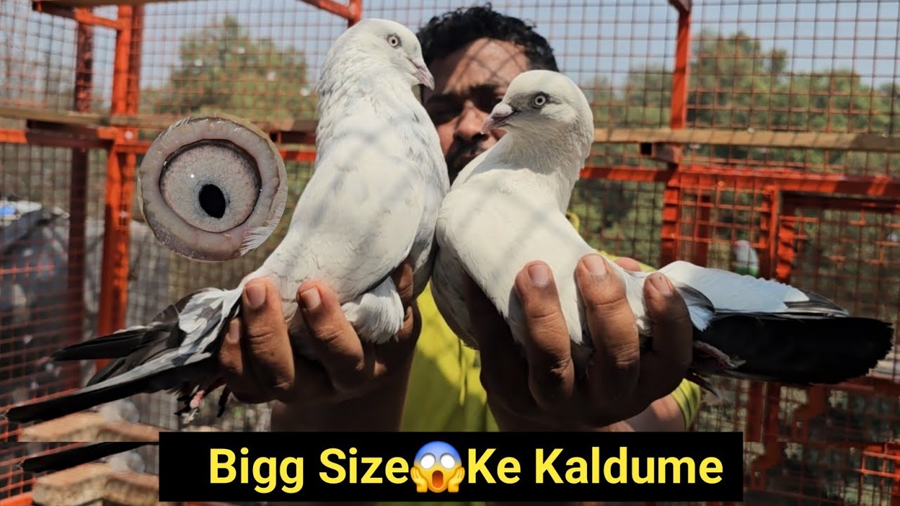Kalduma King👑Amol Bhai Ke Kaldume Ache Udne wale Kabootar. Jai Kabootar jai Kabutar Jay Kabutar
