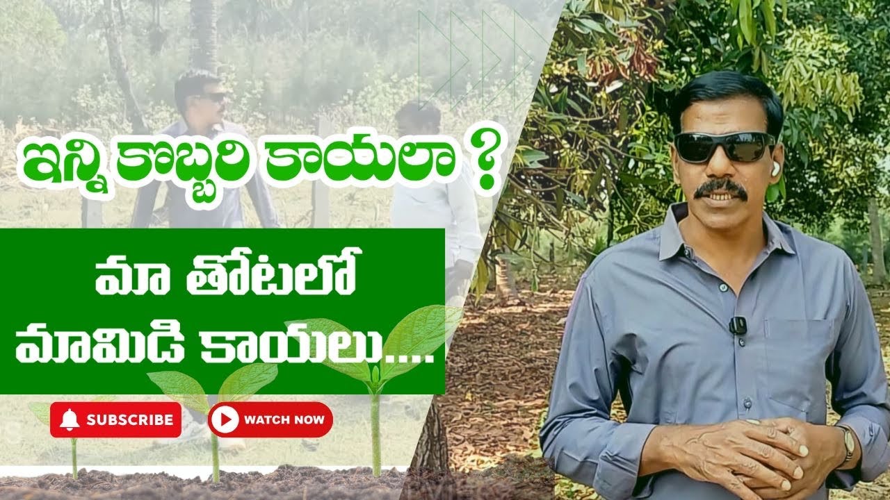 మారిపోయిన మా మామిడి తోట – చూసి ఆశ్చర్యపోయాను! #bhimavaram #godavarivibes 