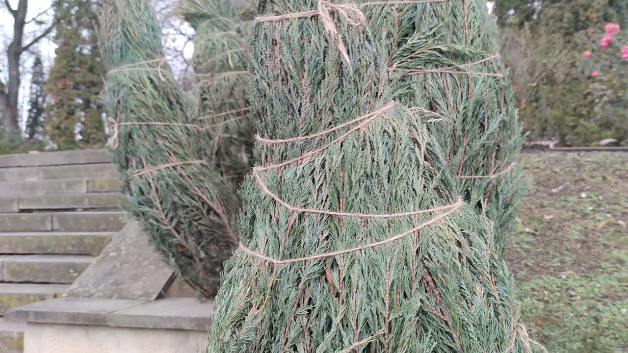 місто Кременець.