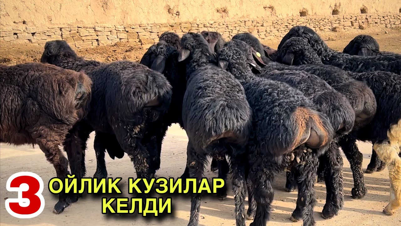 КУЗИЛАР КЕЛДИ!☎️+998 97 519 8550