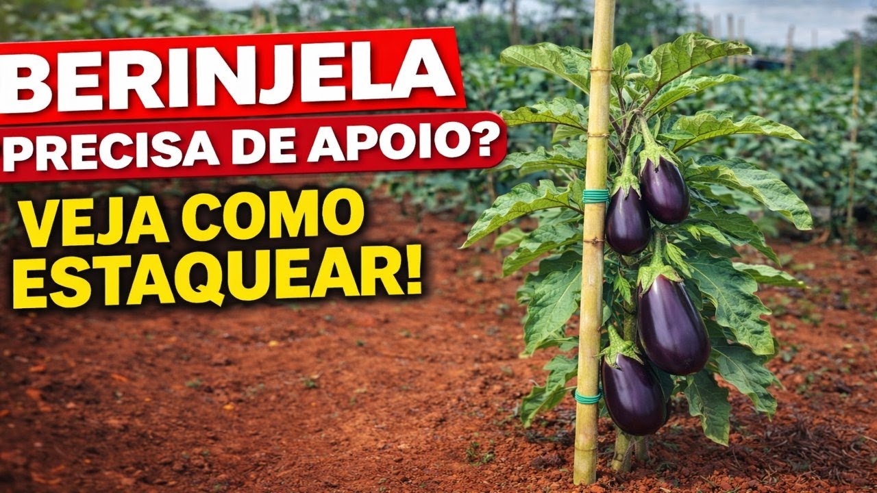 COMO ESTAQUEAR A BERINJELA DO JEITO CERTO!
