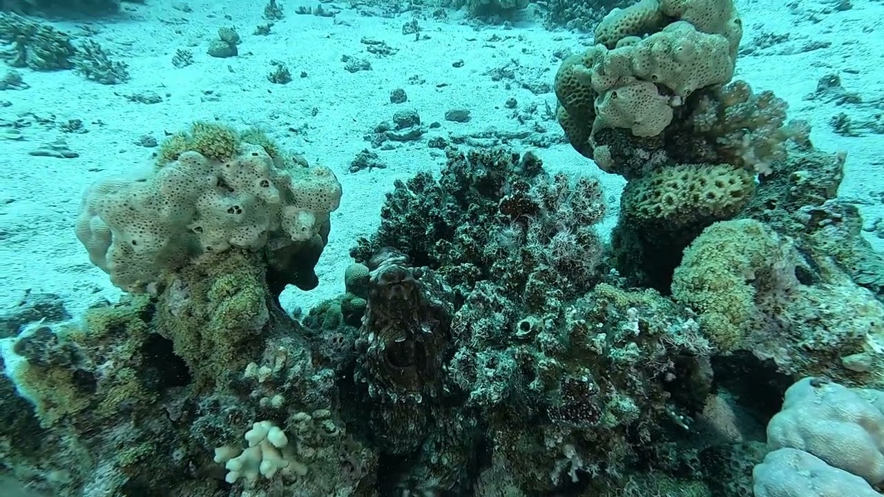 Plongée sur le site Tobia Soraya à Port Safaga - Vendreidi 29 mars 2024