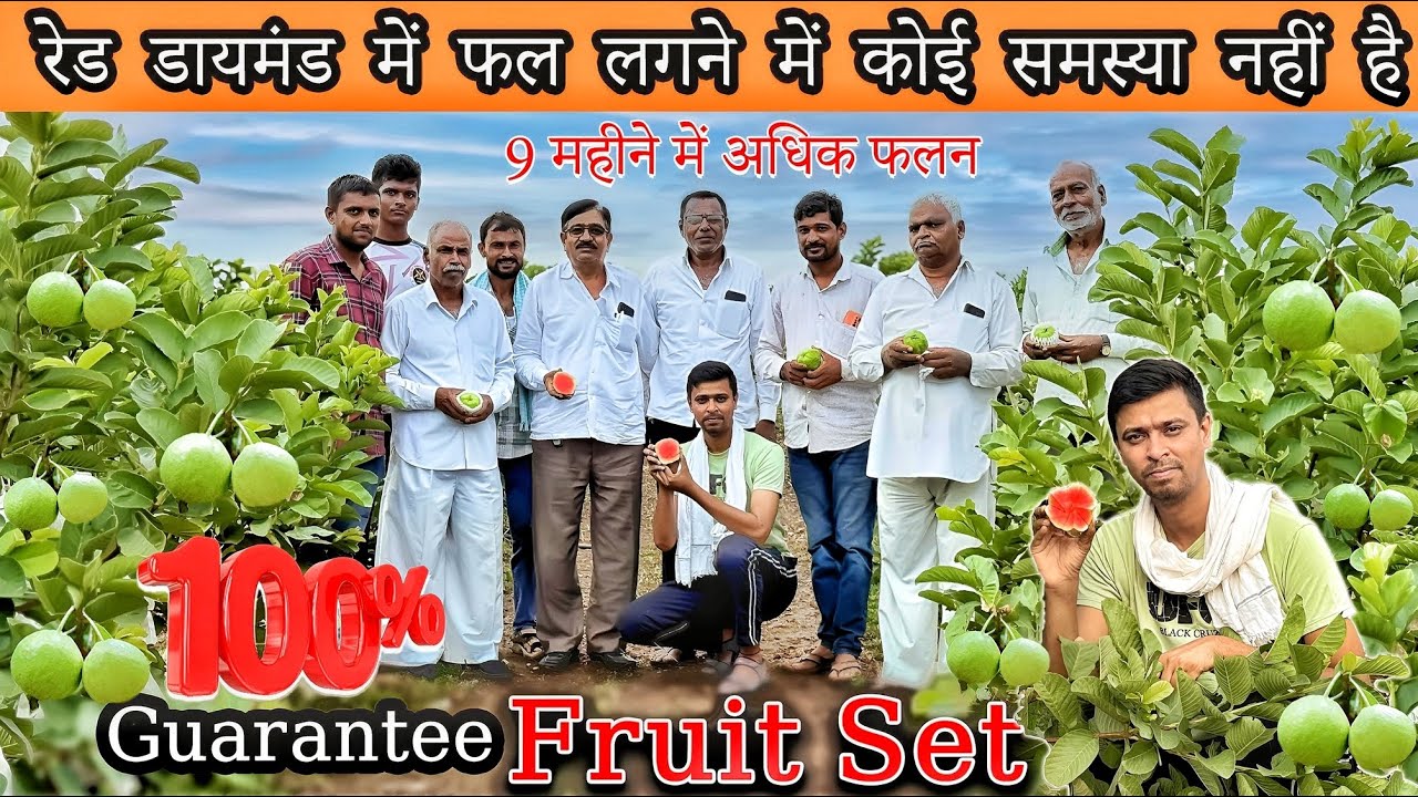 रेड डायमंड में फल लगने में कोई समस्या नहीं है|100% guarantee fruit set in Red diamond guava.