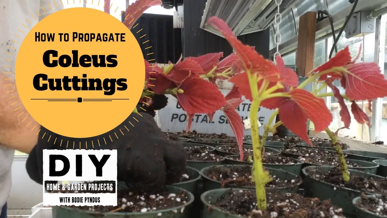 Simple Methods To Propagate Coleus: Home Gardening Tips