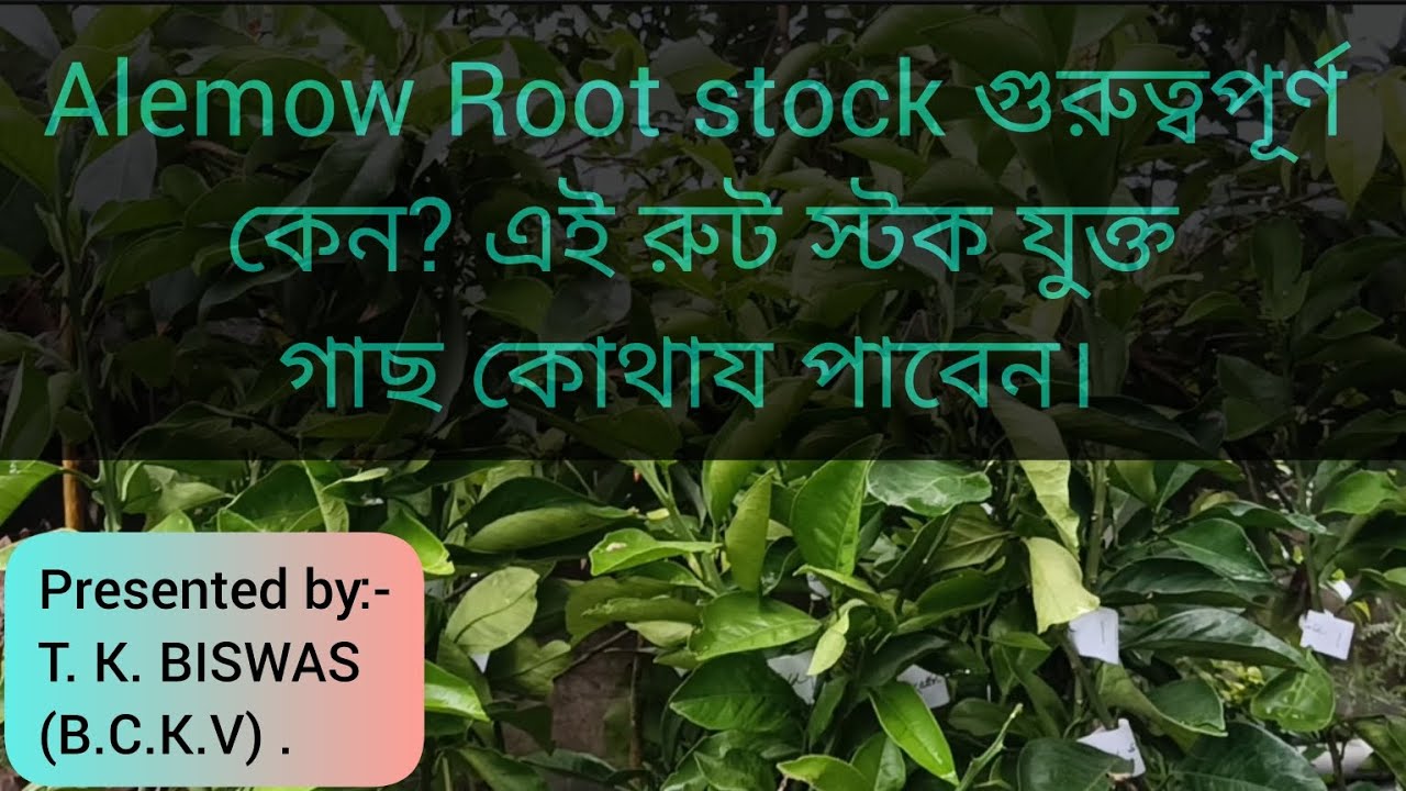 Alemow Root stock গুরুত্বপূর্ণ কেন? || importance of Alemow root stock.