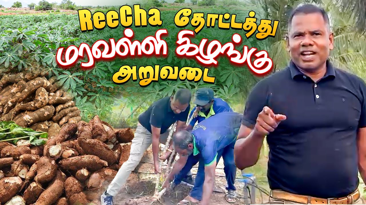 Successful Reecha Tapioca Harvesting Vlog | BK in Reecha | Best Farm House in Sri Lanka