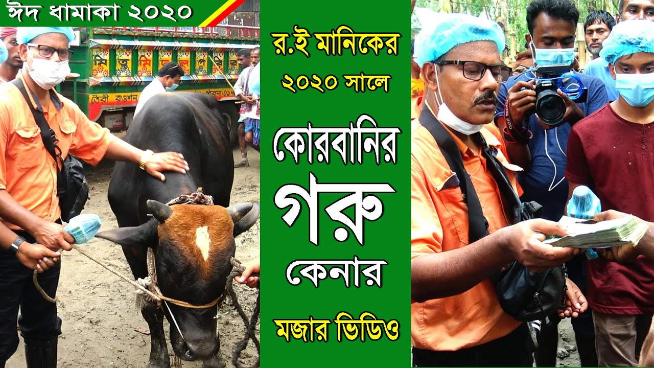 এবার দেখুন ২০২০ সালে র.ই.মানিকের কোরবানির গরু ।তথ্য ও মজার ভিডিও ।