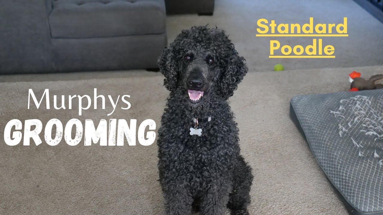 How to give a Standard Poodle a HAIRCUT!