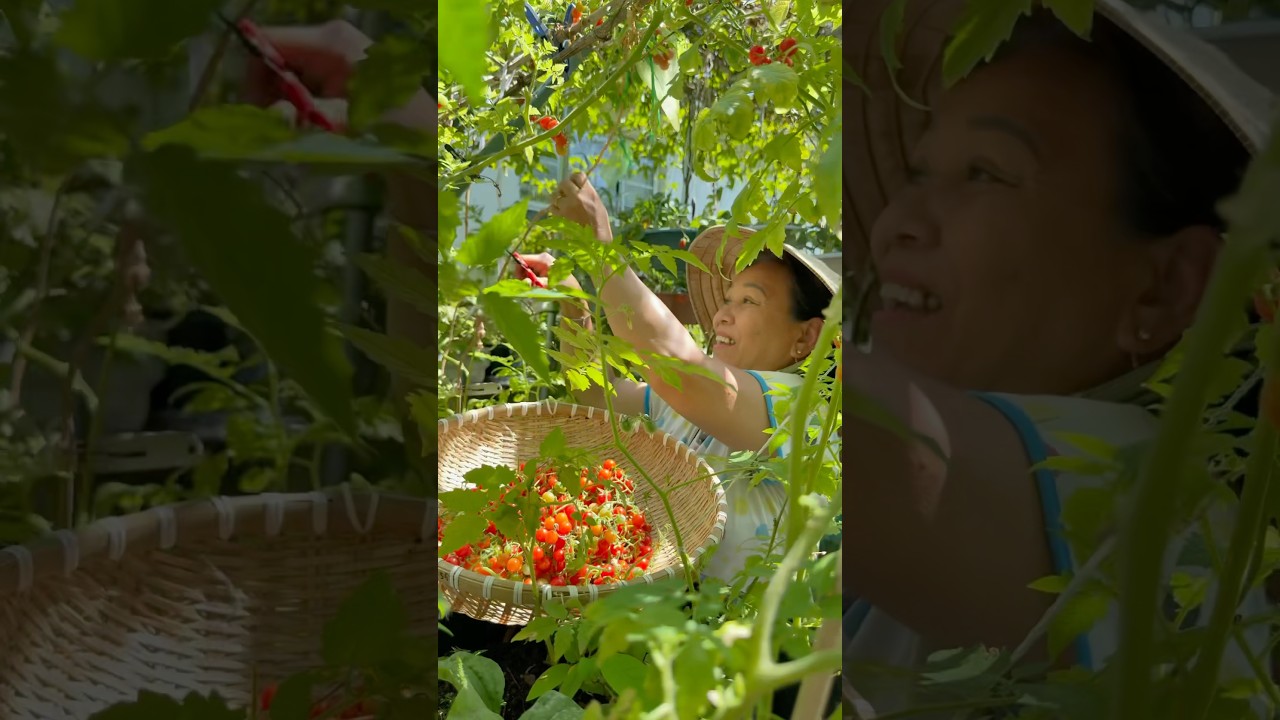 Everglade tomatoes as far as the eyes can see! Harvesting time! #garden #gardening #tomato #harvest