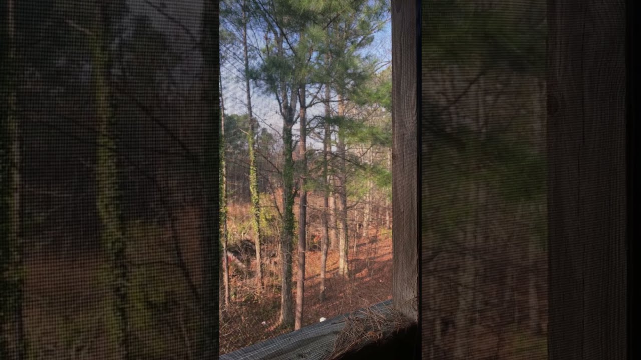 Birds in the morning asmr