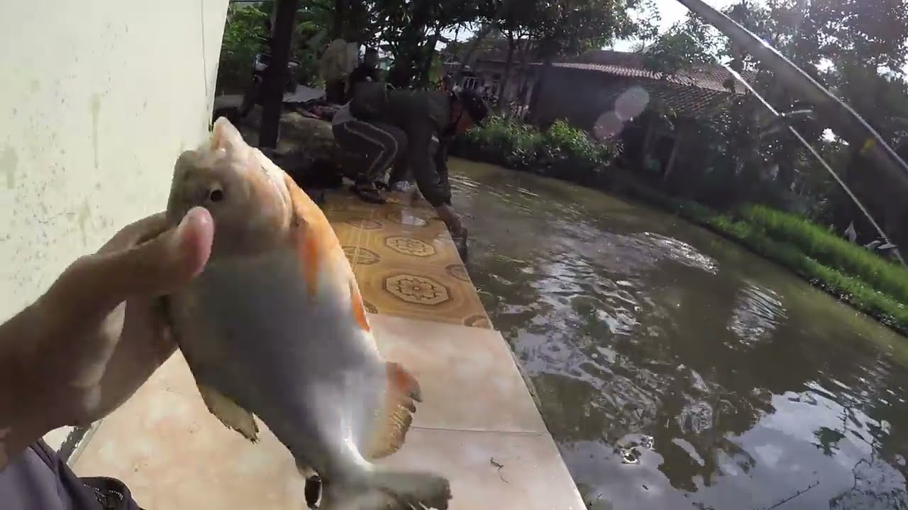 Mancing Borongan Ikan Bawal