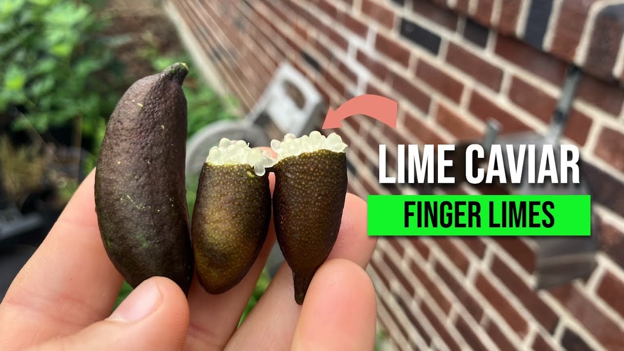 Growing Your Own Finger Limes: Too Easy